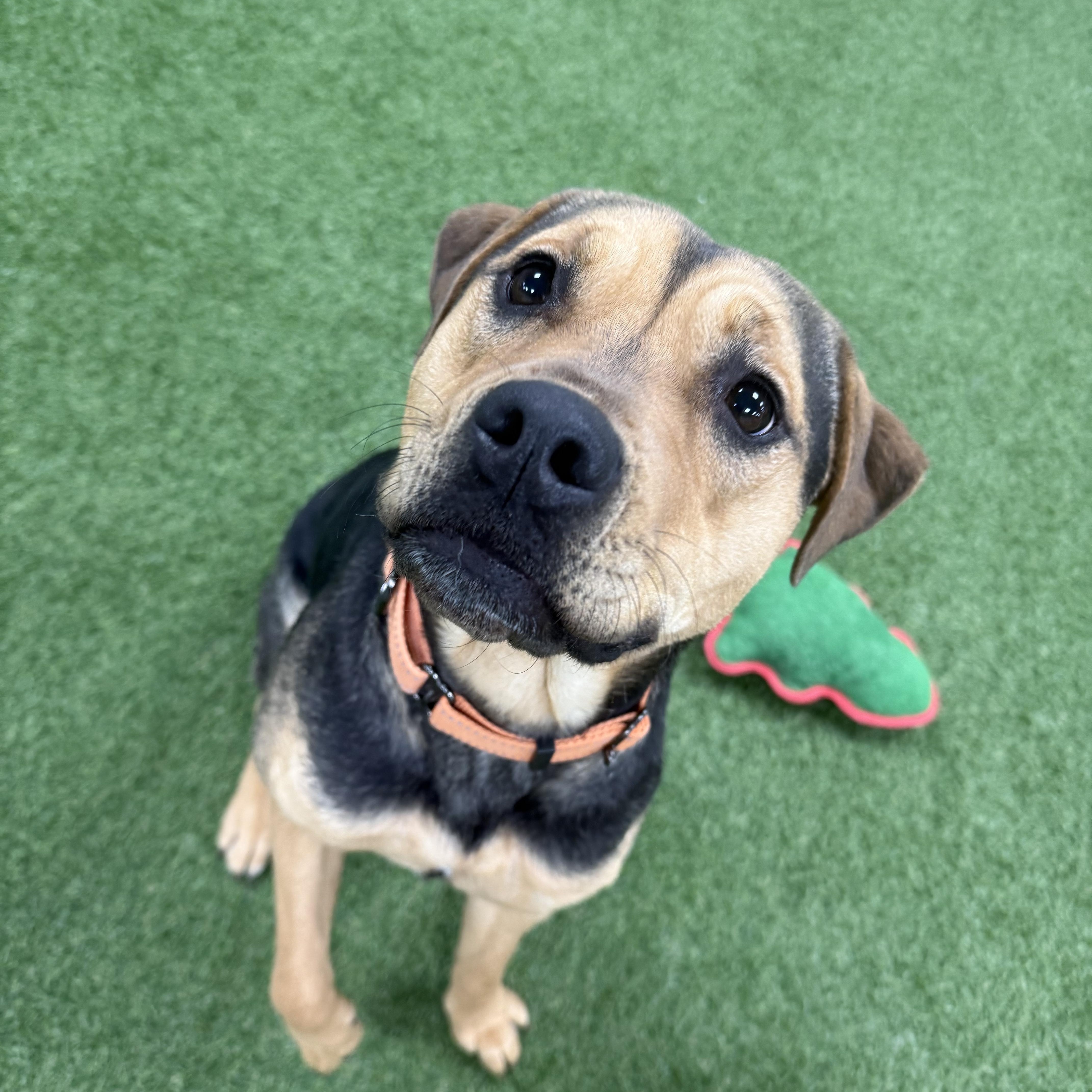 Enlarge Roxy, a Adopted mixed breed in Frenchtown , NJ image 1/4