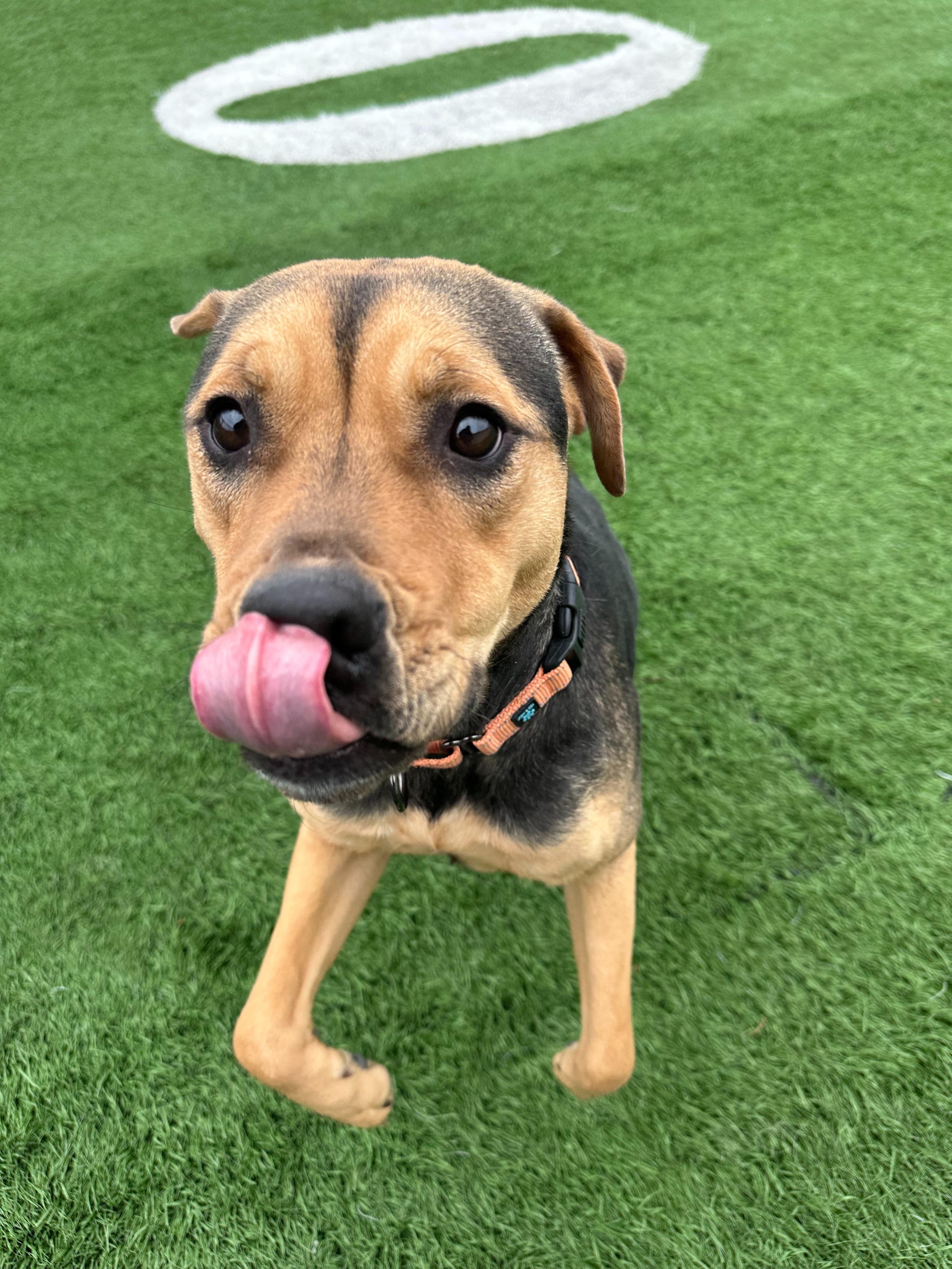 Enlarge Roxy, a Adopted mixed breed in Frenchtown , NJ image 2/4