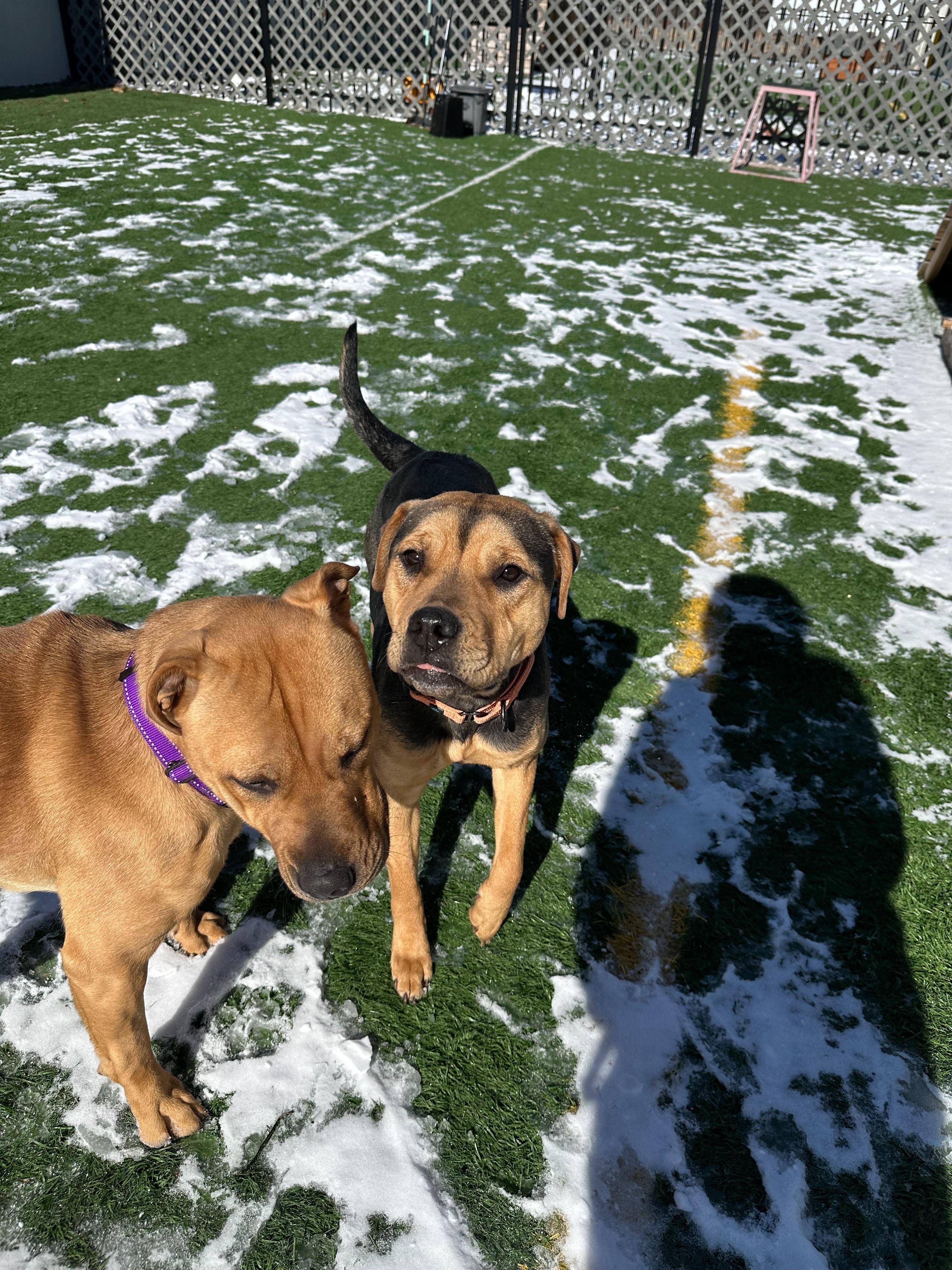 Enlarge Roxy, a Adopted mixed breed in Frenchtown , NJ image 4/4