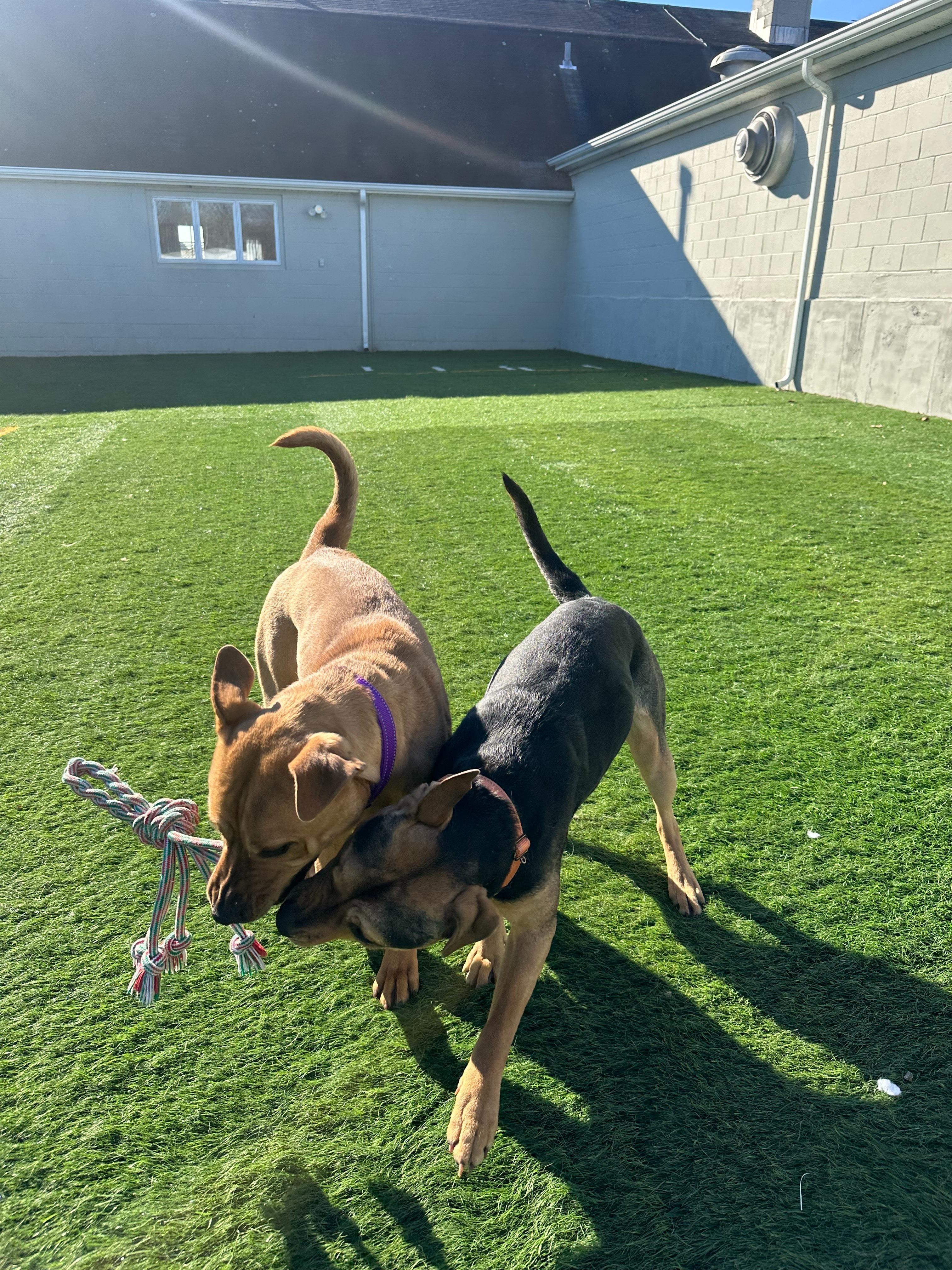 Enlarge Roxy, a Adopted mixed breed in Frenchtown , NJ image 3/4