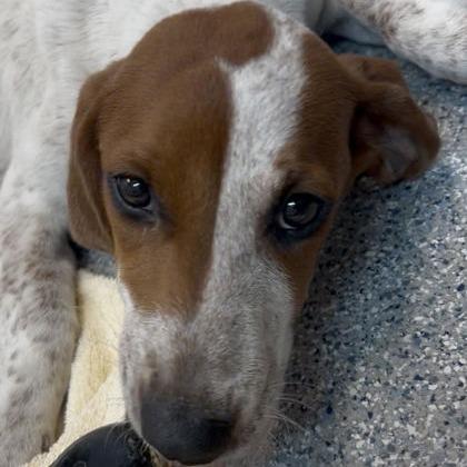 Enlarge Trinity, a Adoptable mixed breed in Waynesville, NC image 1/6