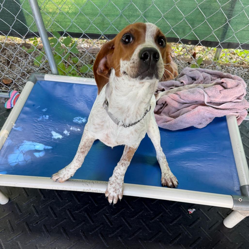 Enlarge Trinity, a Adoptable mixed breed in Waynesville, NC image 2/6