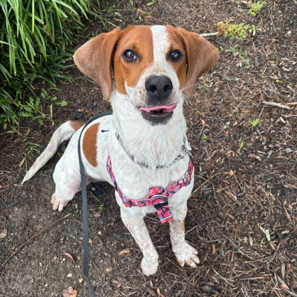 Enlarge Trinity, a Adoptable mixed breed in Waynesville, NC image 3/6