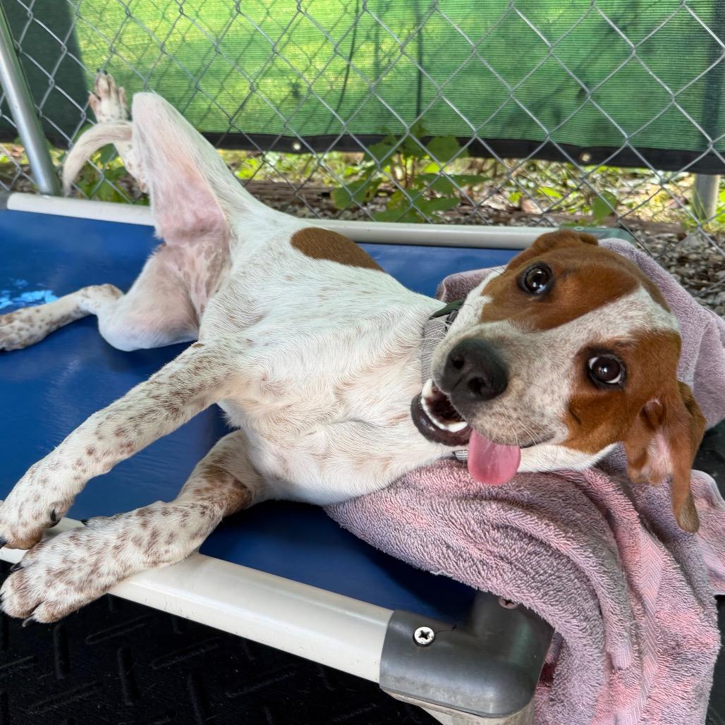 Enlarge Trinity, a Adoptable mixed breed in Waynesville, NC image 5/6