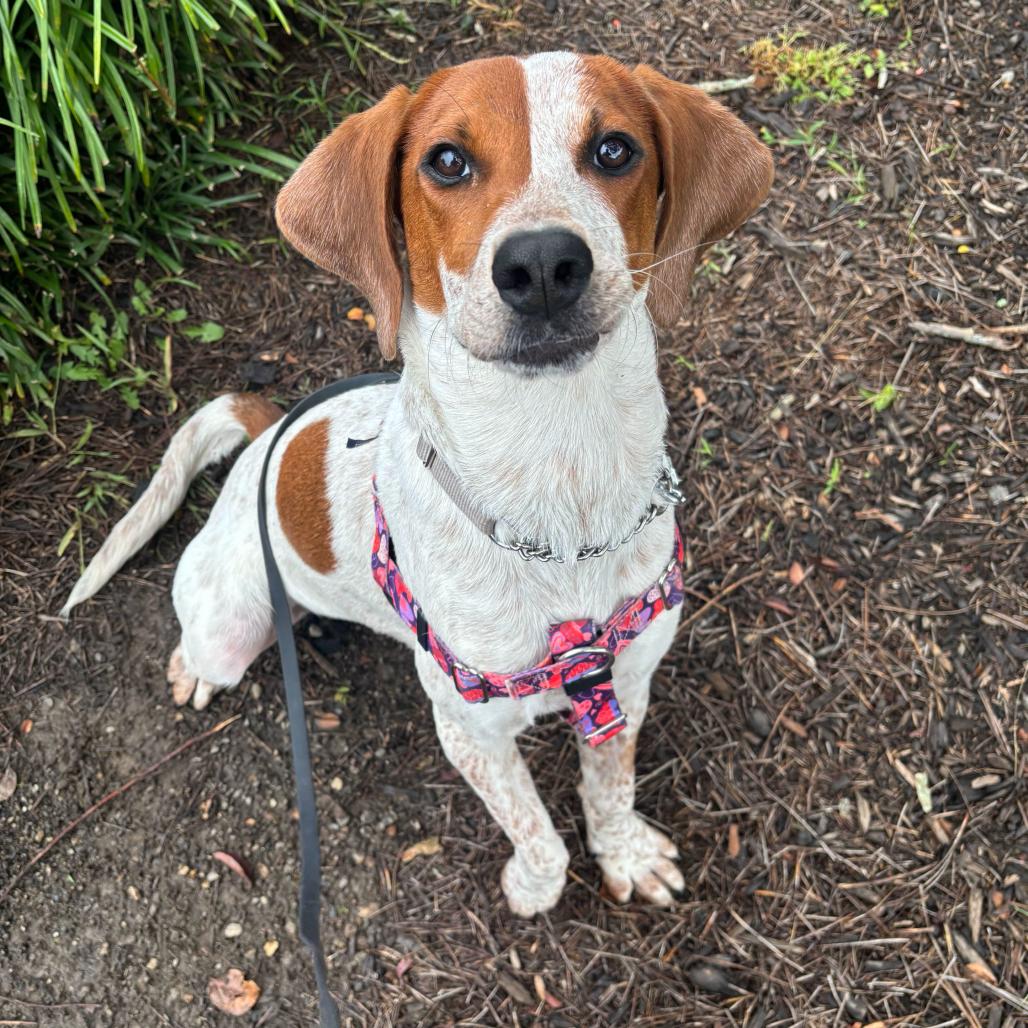 Enlarge Trinity, a Adoptable mixed breed in Waynesville, NC image 6/6