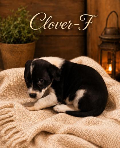 Clover, Adoptable, Puppy Female Mixed Breed & Mixed Breed.