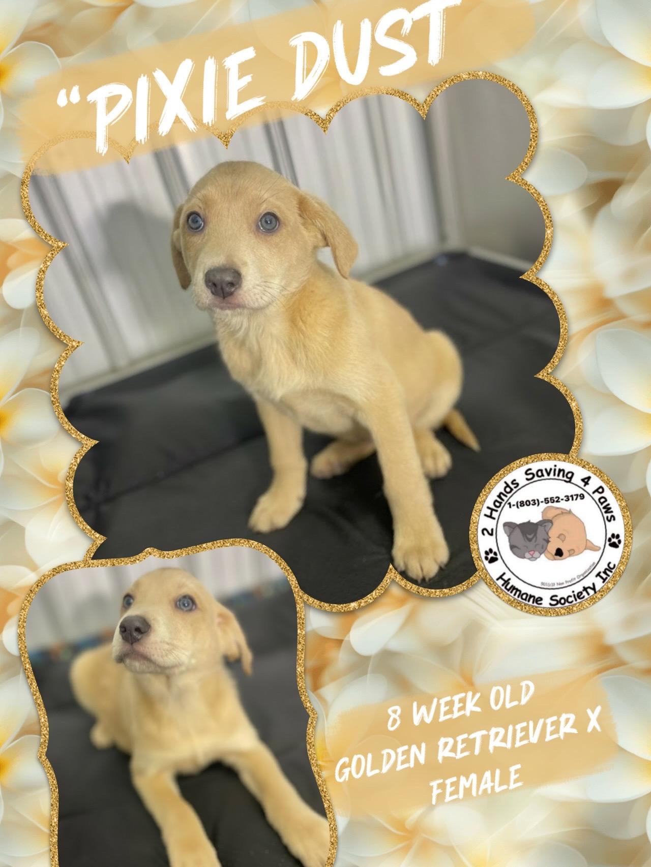 Pixie Dust, ADOPTABLE, Puppy Female Golden Retriever.