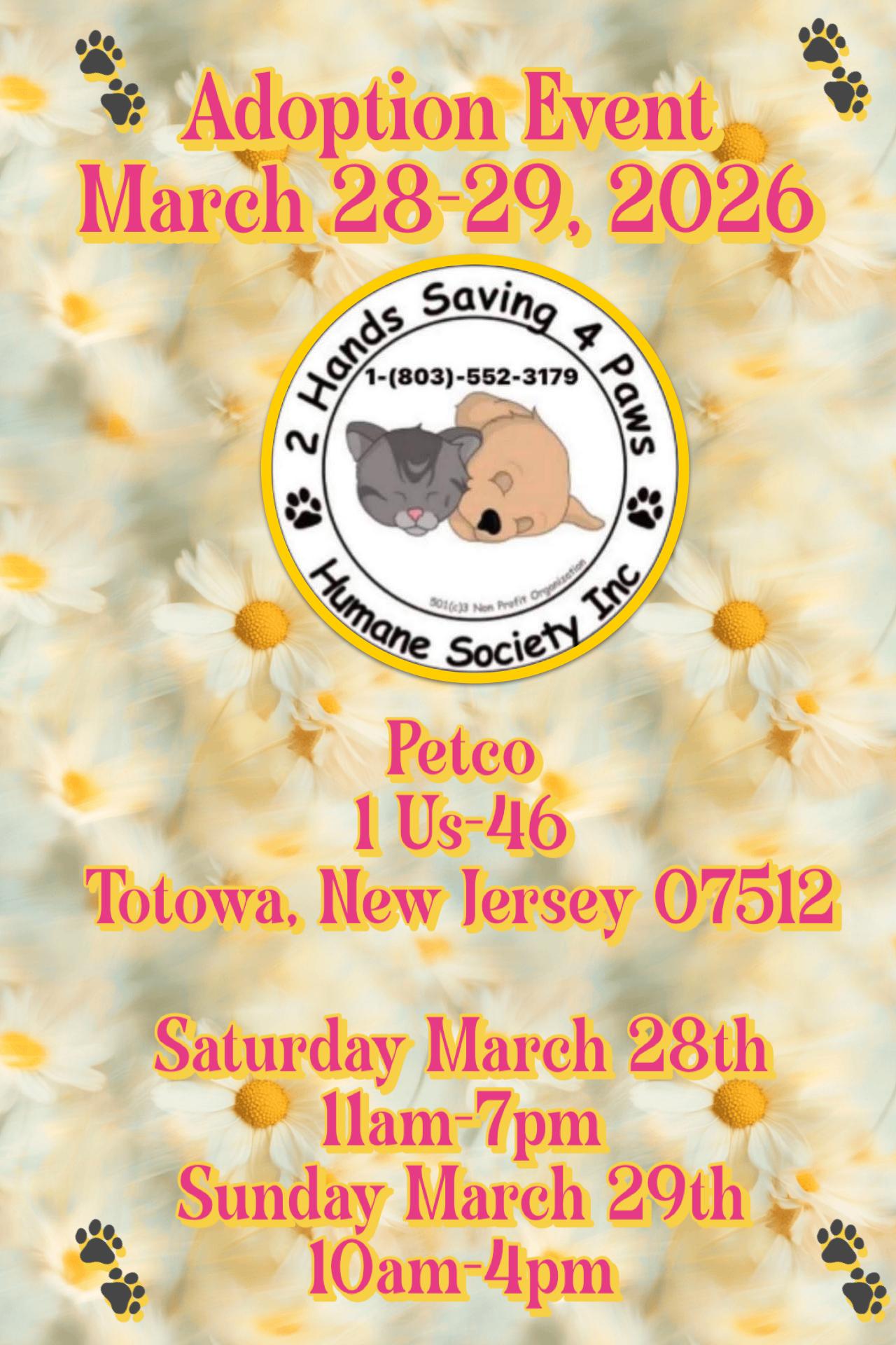 Enlarge Pixie Dust, a ADOPTABLE mixed breed in Totowa, NJ image 2/2