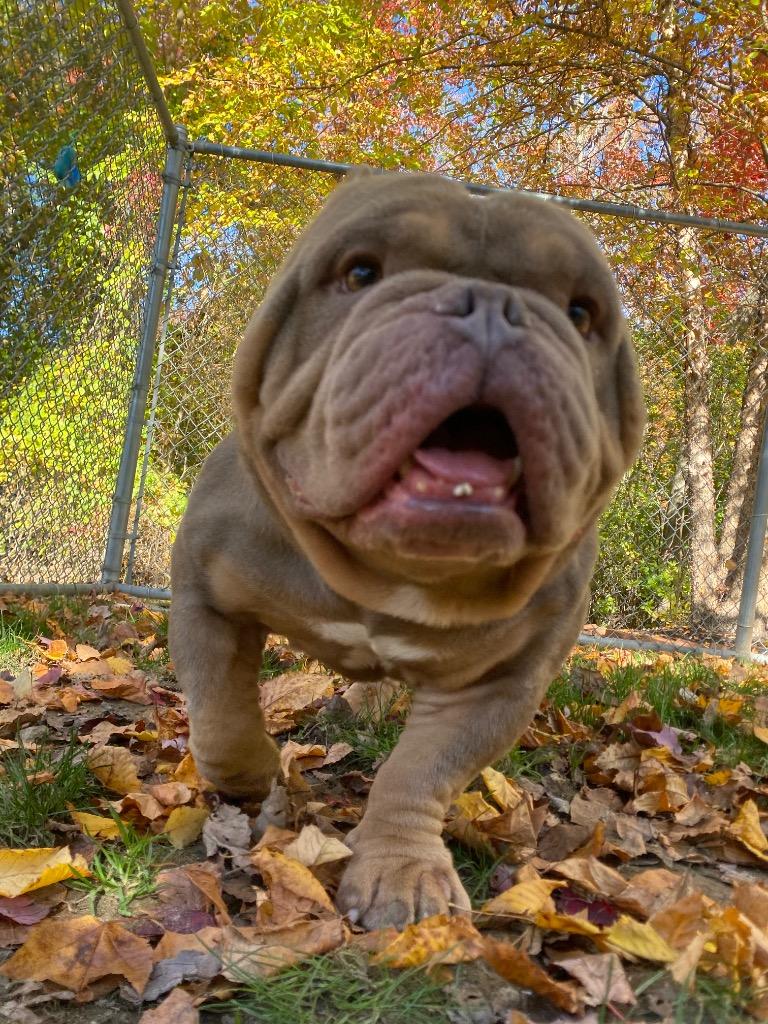 Mitch - Adoptable Pet | Petfinder