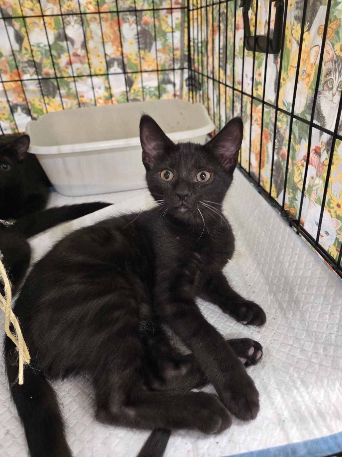 Enlarge Sophie, an adopted Domestic Short Hair in Oriental , NC image 3/3