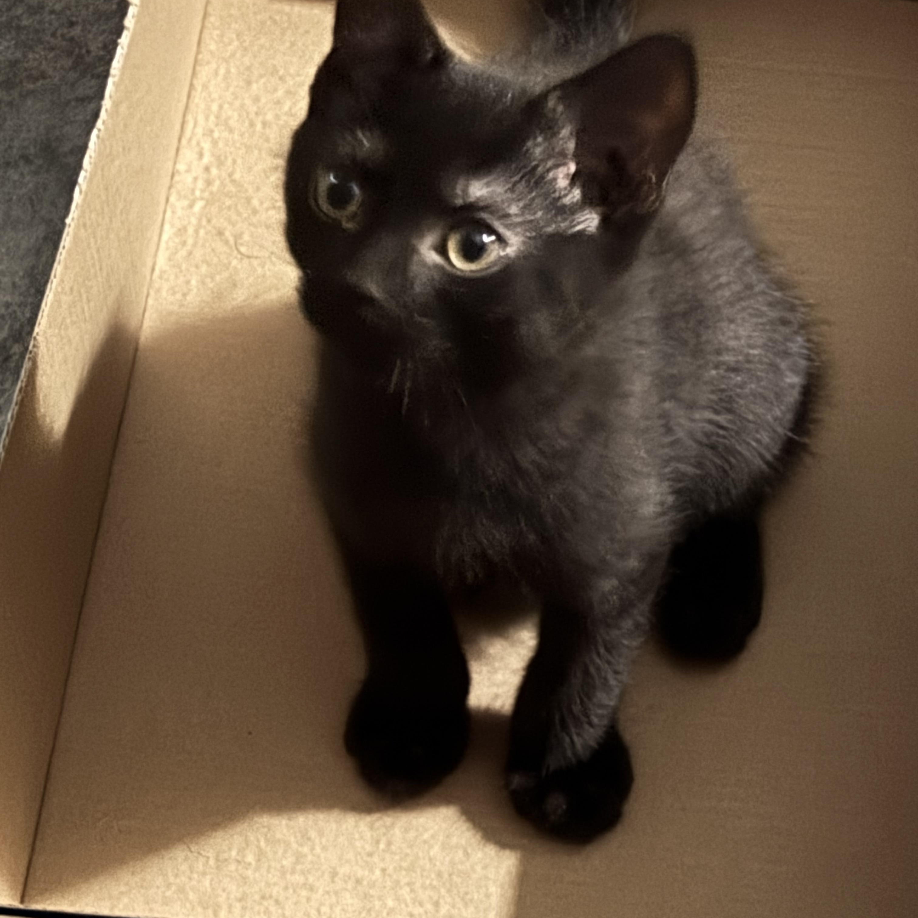 Enlarge Sophie, an adopted Domestic Short Hair in Oriental , NC image 1/3