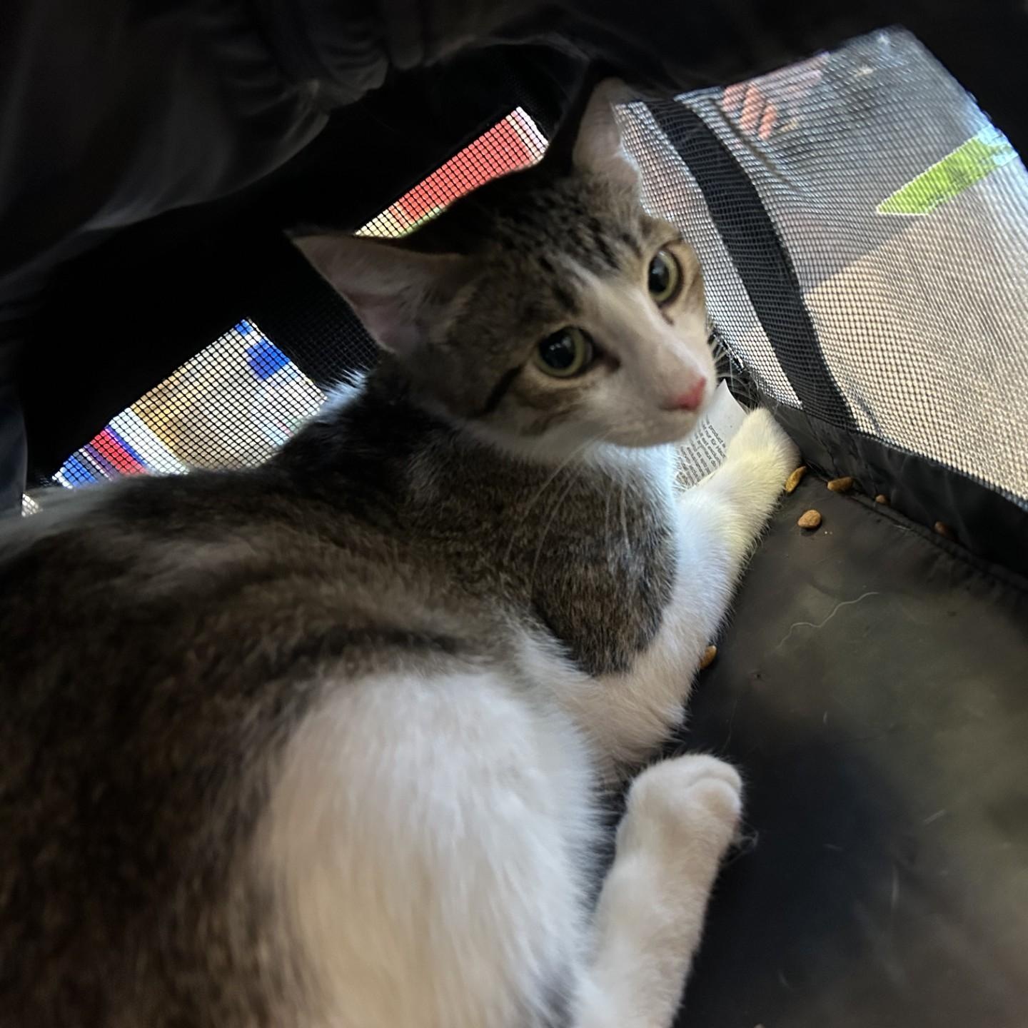 Maddie A212550