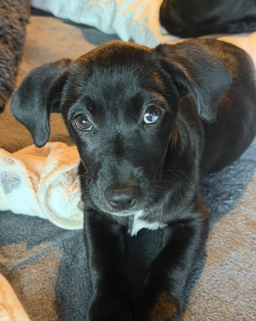 Pampa, Adoptable, Puppy Female Mixed Breed.