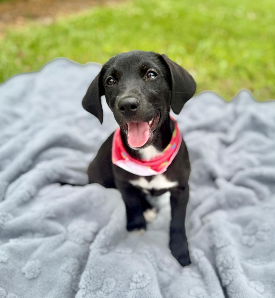 Enlarge Pampa, a Adoptable mixed breed in Ellijay, GA image 1/1