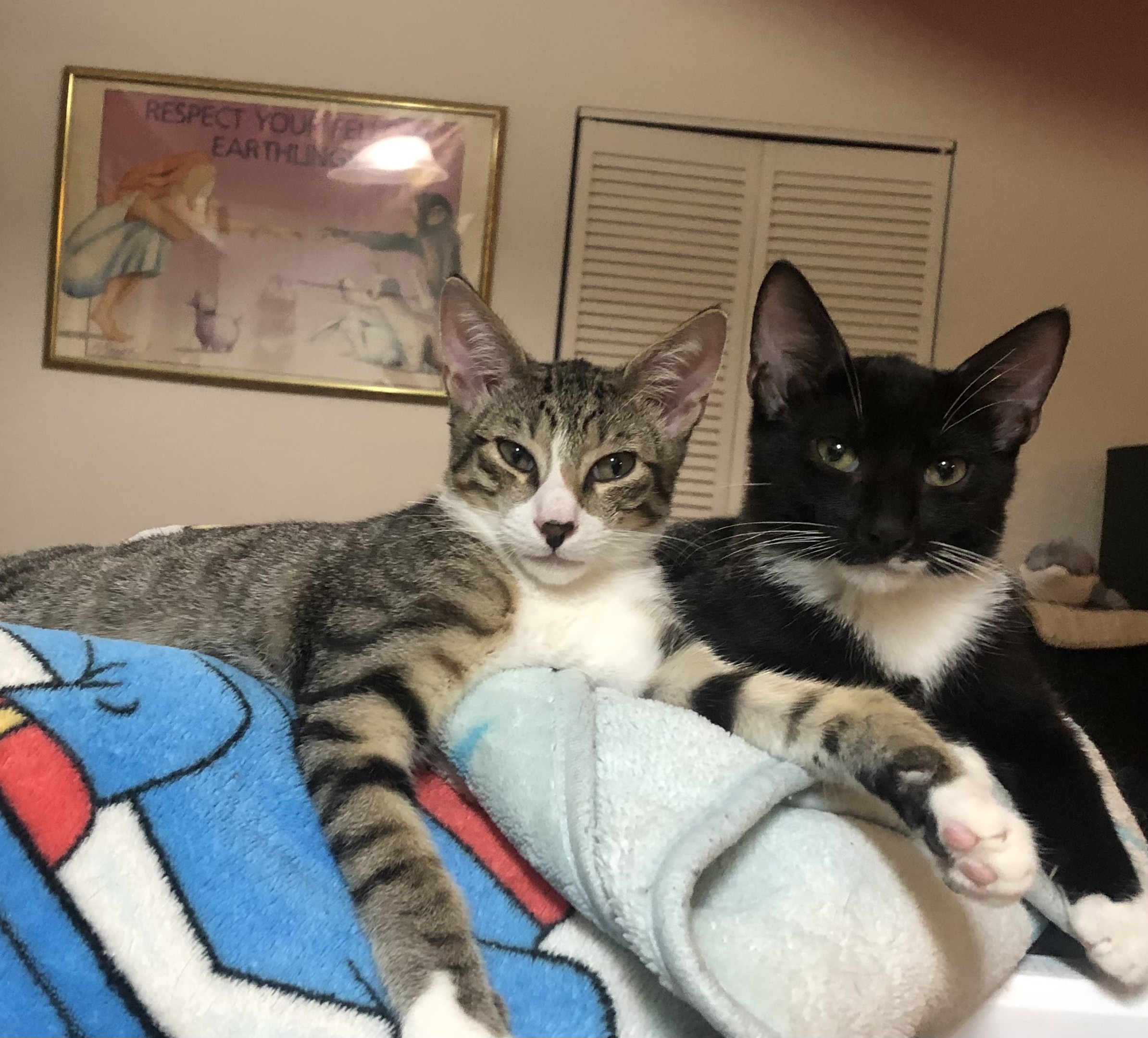 Enlarge Johnny Cash, a Adopted Domestic Short Hair in Lantana, FL image 4/6