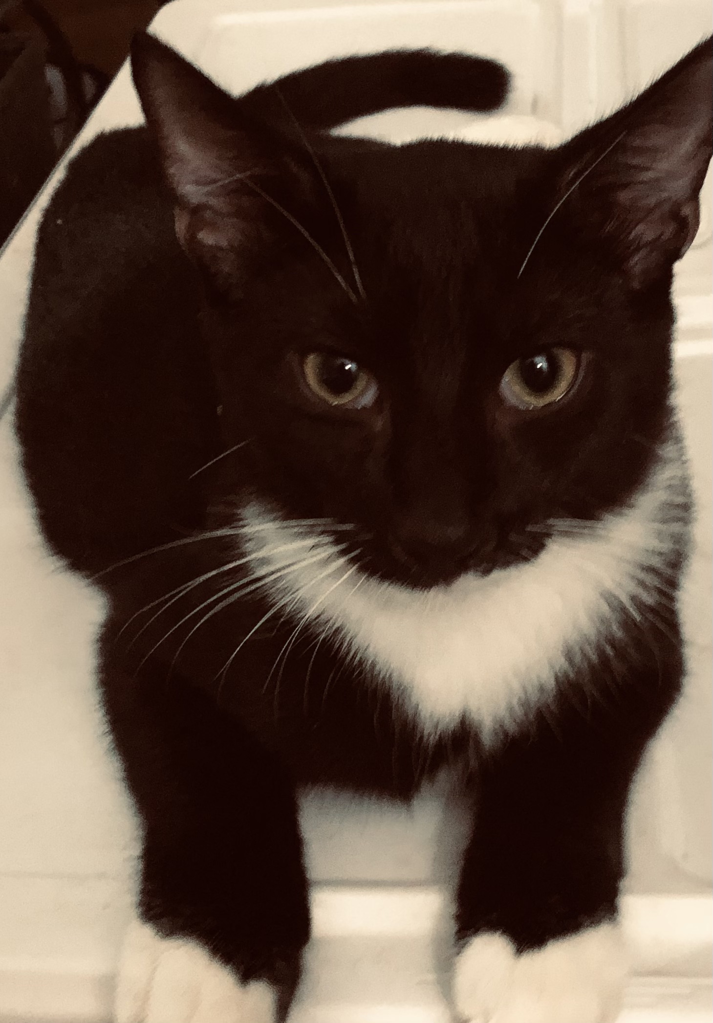 Enlarge Johnny Cash, a Adopted Domestic Short Hair in Lantana, FL image 1/6