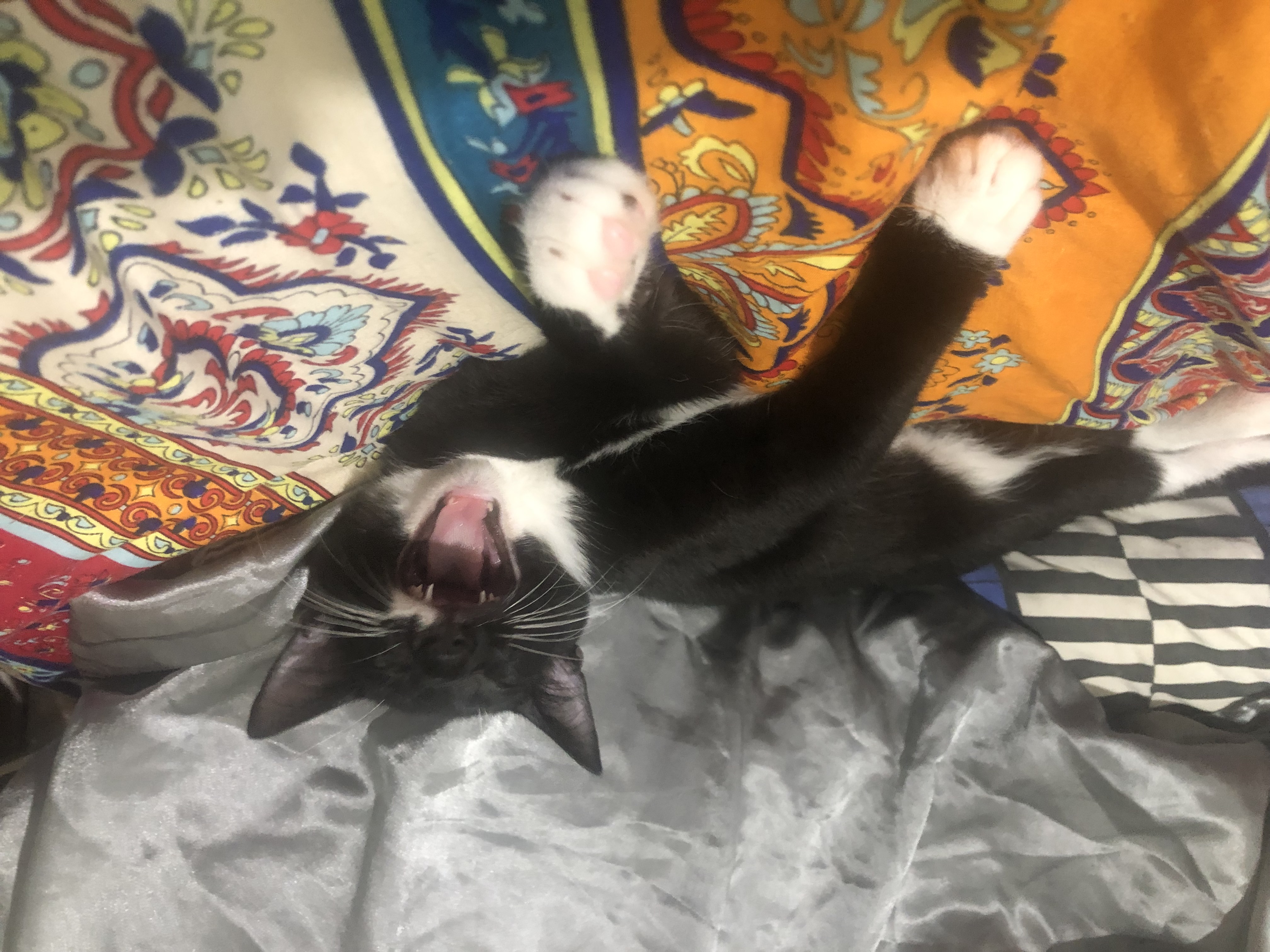 Enlarge Johnny Cash, a Adopted Domestic Short Hair in Lantana, FL image 3/6