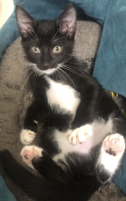 Enlarge Johnny Cash, a Adopted Domestic Short Hair in Lantana, FL image 5/6