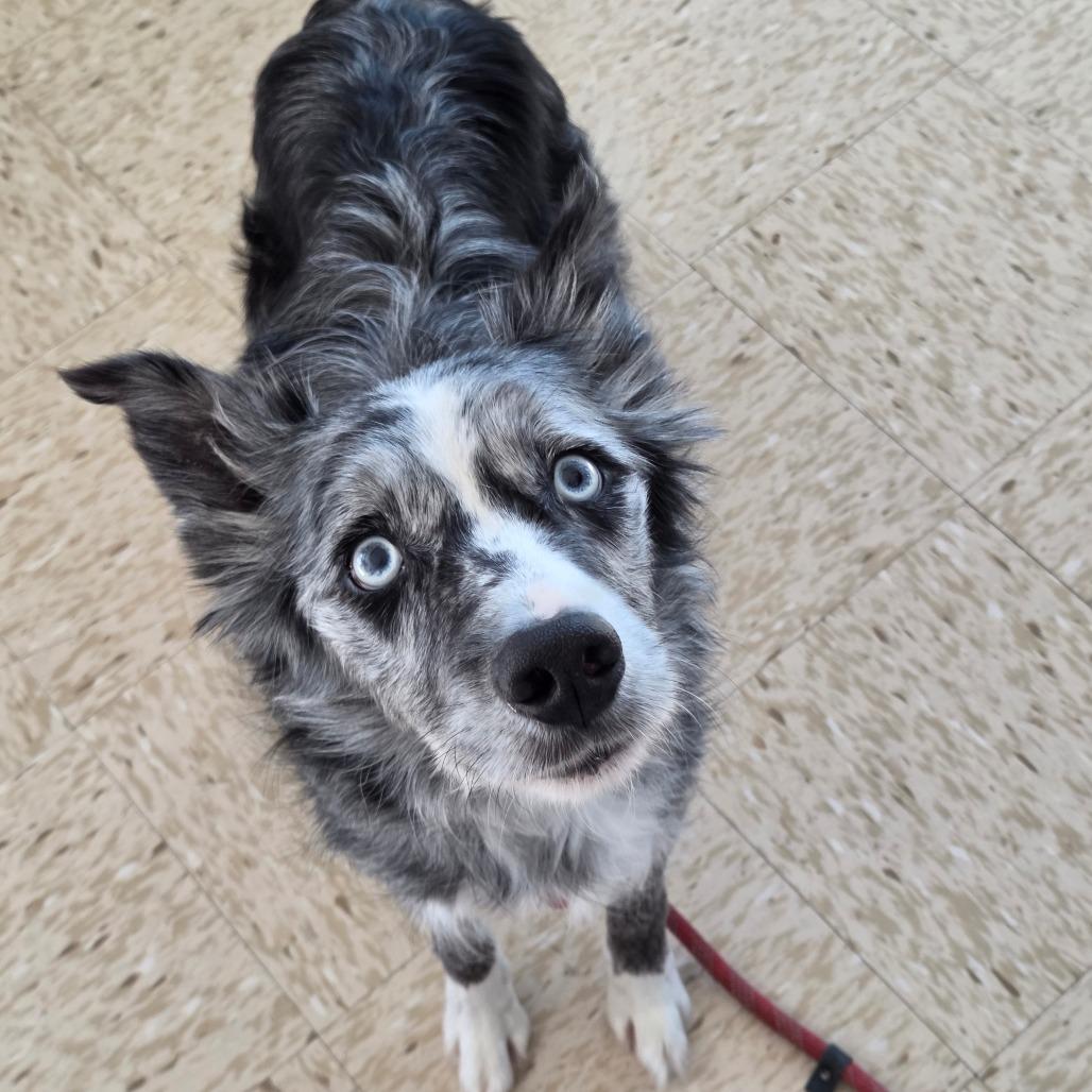 Merle, Adoptable, Adult Male Australian Shepherd & Mixed Breed.