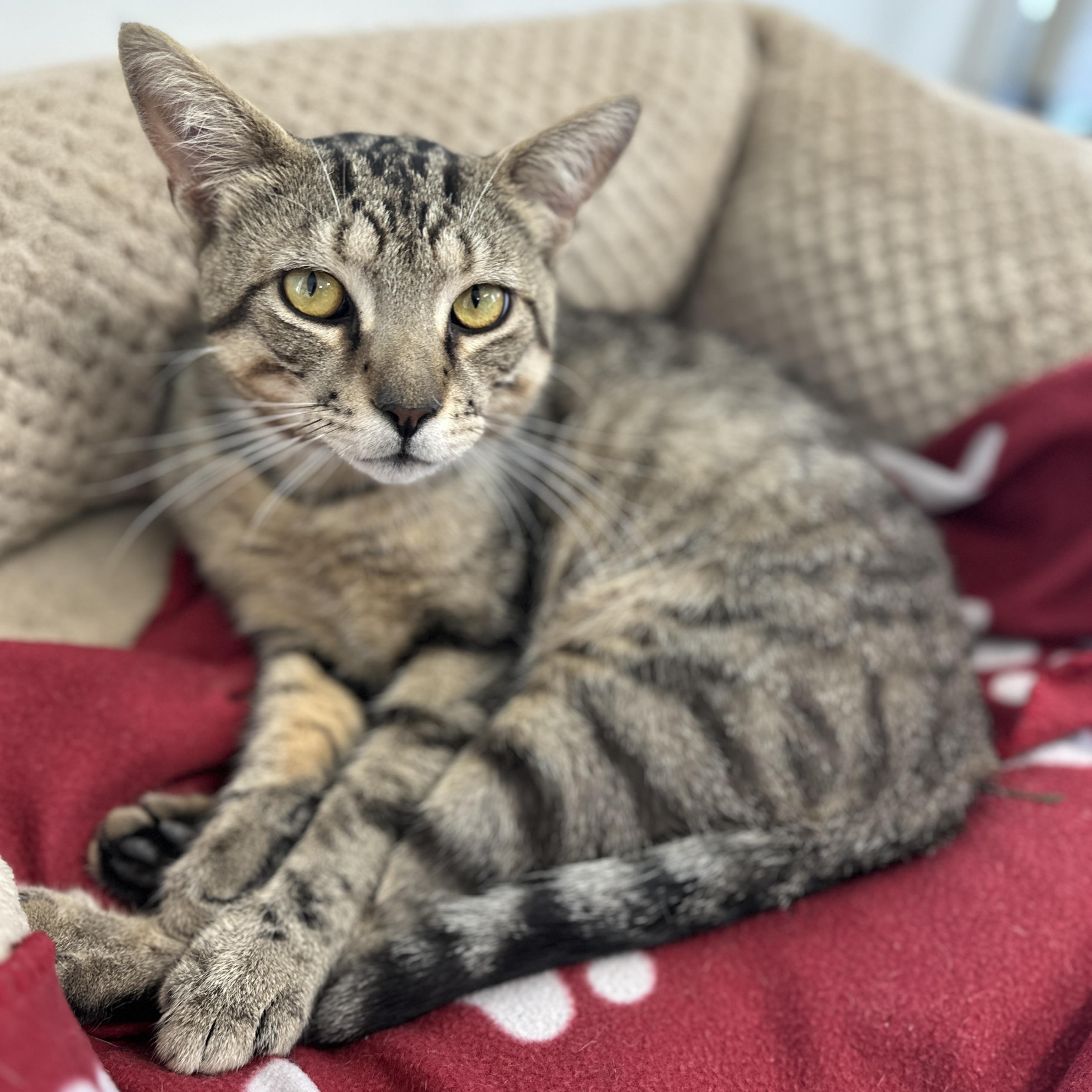Milo, Adult Male Domestic Short Hair
