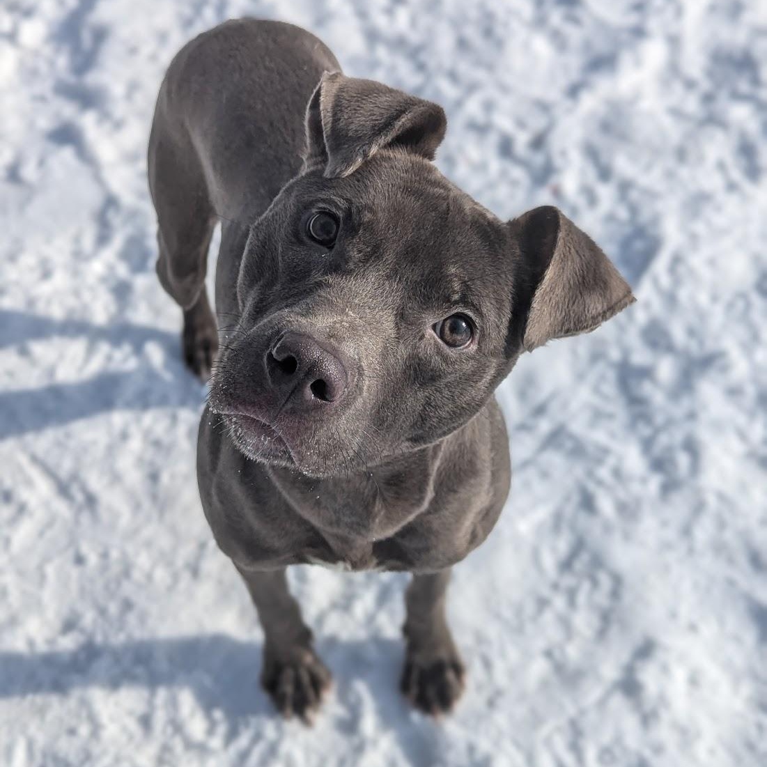 Enlarge Ahlo, a ADOPTABLE Mixed Breed in Benton Harbor, MI image 1/3