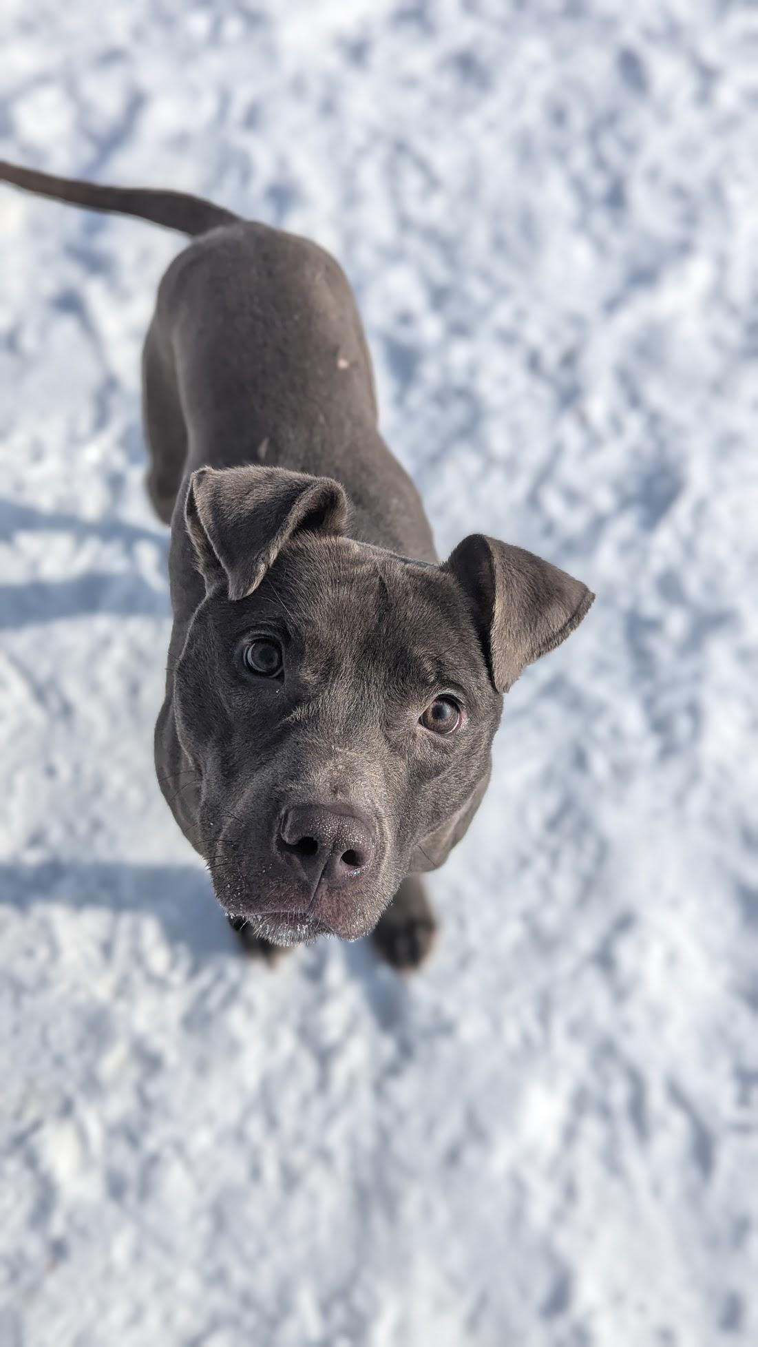 Enlarge Ahlo, a ADOPTABLE Mixed Breed in Benton Harbor, MI image 2/3