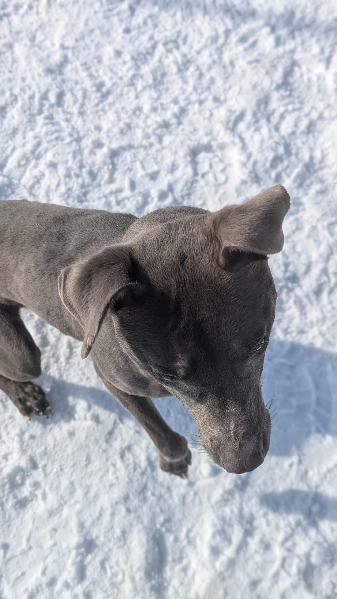 Enlarge Ahlo, a ADOPTABLE Mixed Breed in Benton Harbor, MI image 3/3