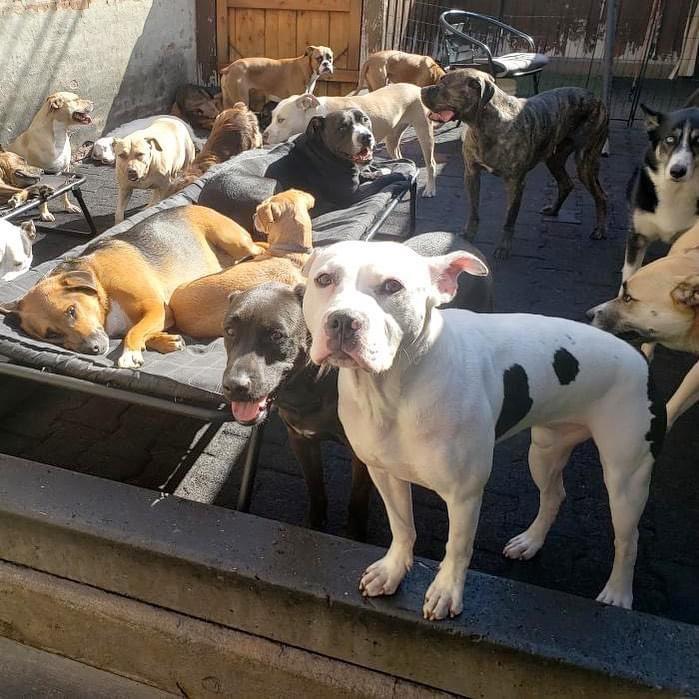 Enlarge Leo, a Adoptable Pit Bull Terrier in Chicago, IL image 1/6