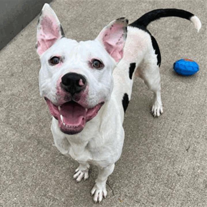 Lechito, Adoptable, Adult Male Pit Bull Terrier.