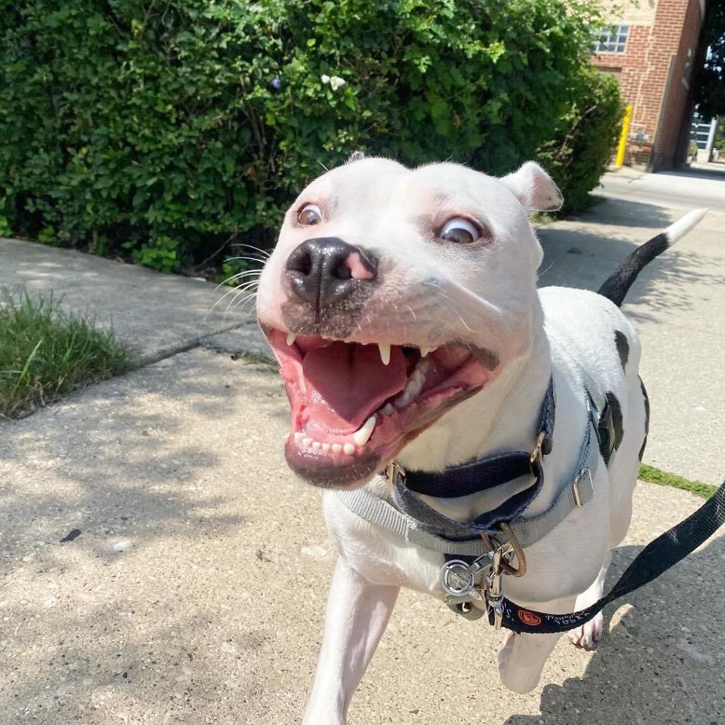 Enlarge Leo, a Adoptable Pit Bull Terrier in Chicago, IL image 2/6