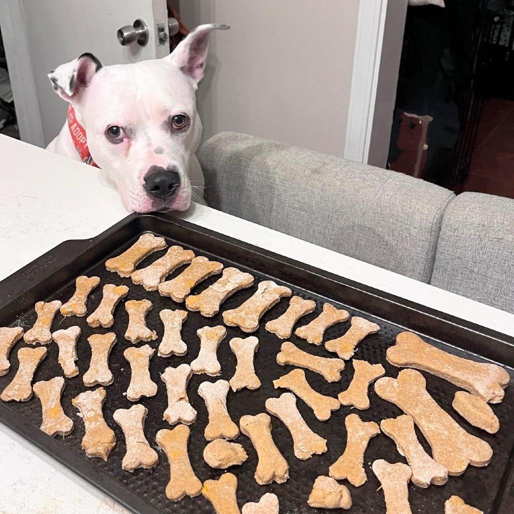 Enlarge Leo, a Adoptable Pit Bull Terrier in Chicago, IL image 3/6