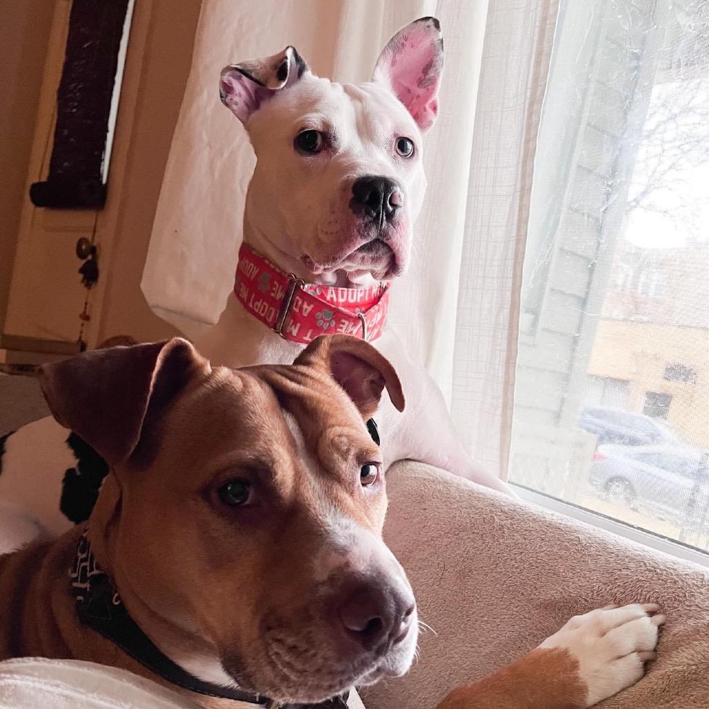 Enlarge Leo, a Adoptable Pit Bull Terrier in Chicago, IL image 4/6