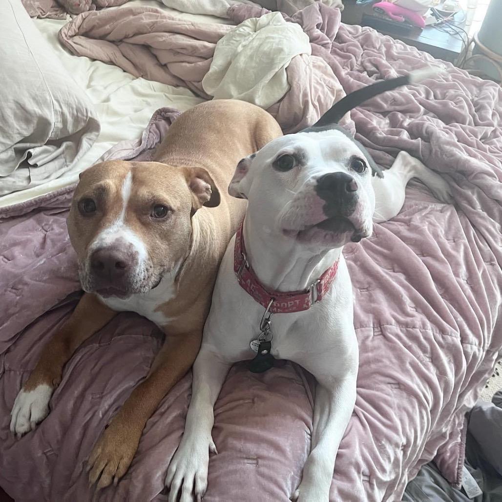 Enlarge Leo, a Adoptable Pit Bull Terrier in Chicago, IL image 5/6