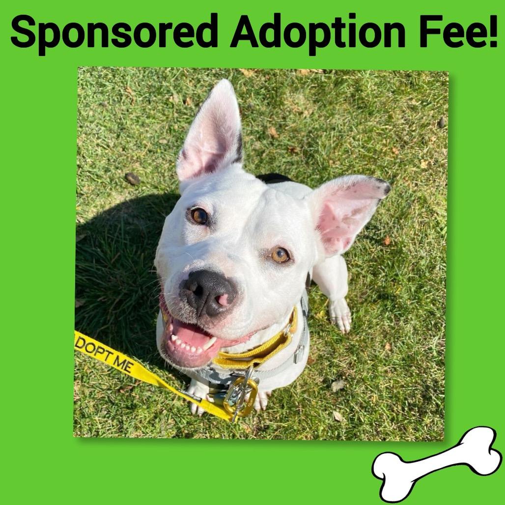 Leo ~ Sponsored Adoption Fee!, a Adoptable Pit Bull Terrier in Chicago, IL image 2/6