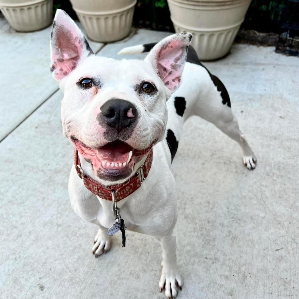 Enlarge Leo, a Adoptable Pit Bull Terrier in Chicago, IL image 6/6