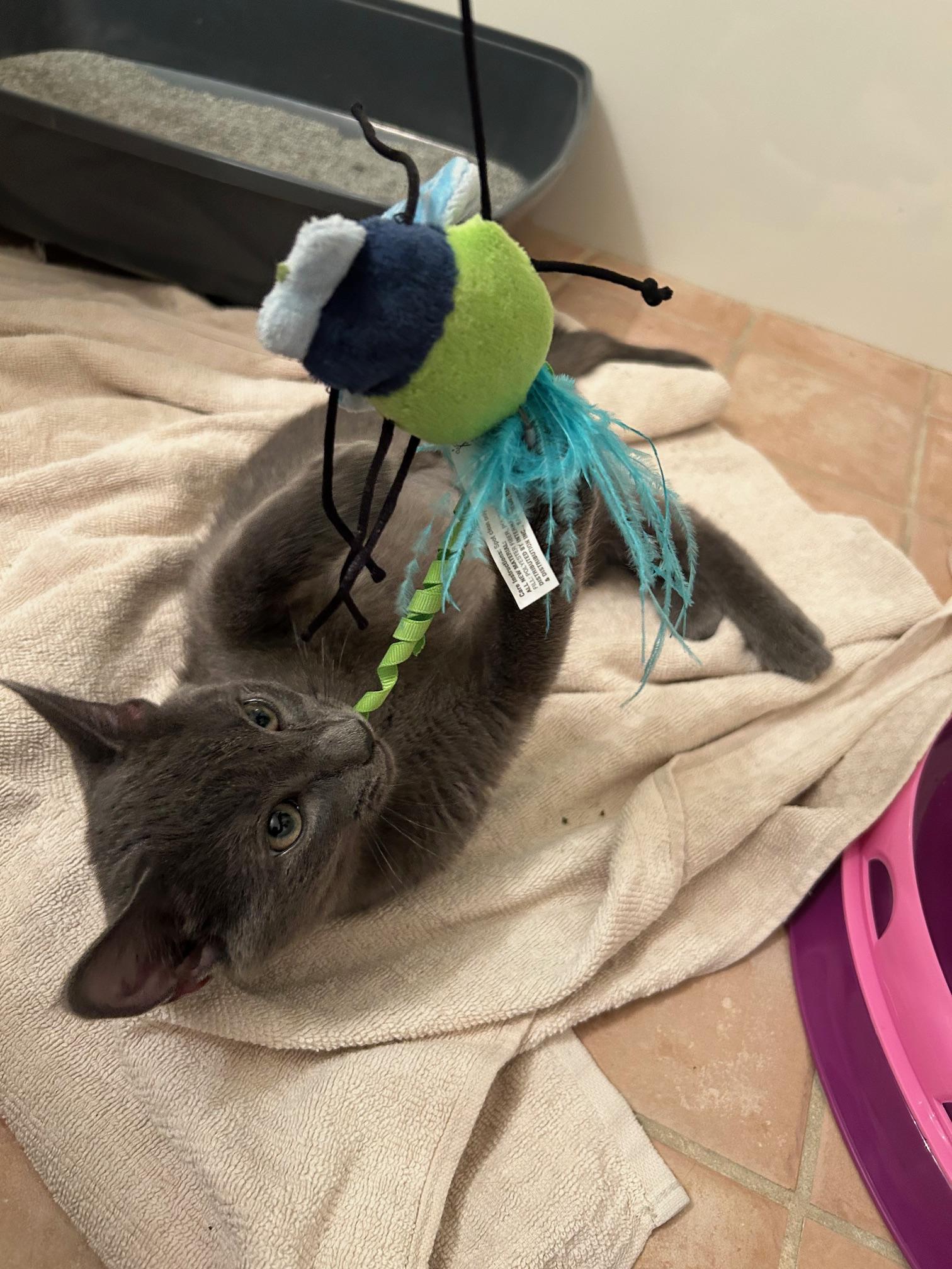 Enlarge Viki, a ADOPTABLE Russian Blue in Medford, MA image 5/5