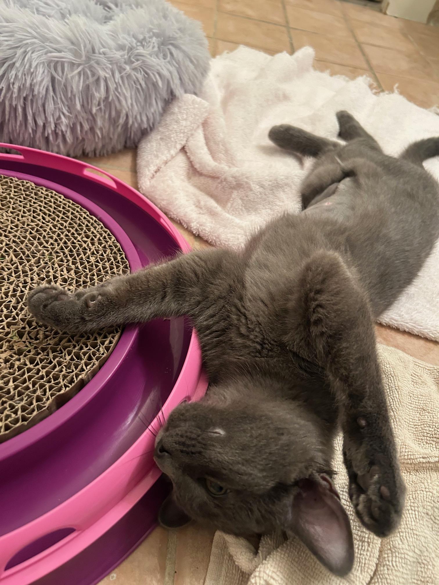 Enlarge Viki, a ADOPTABLE Russian Blue in Medford, MA image 4/5