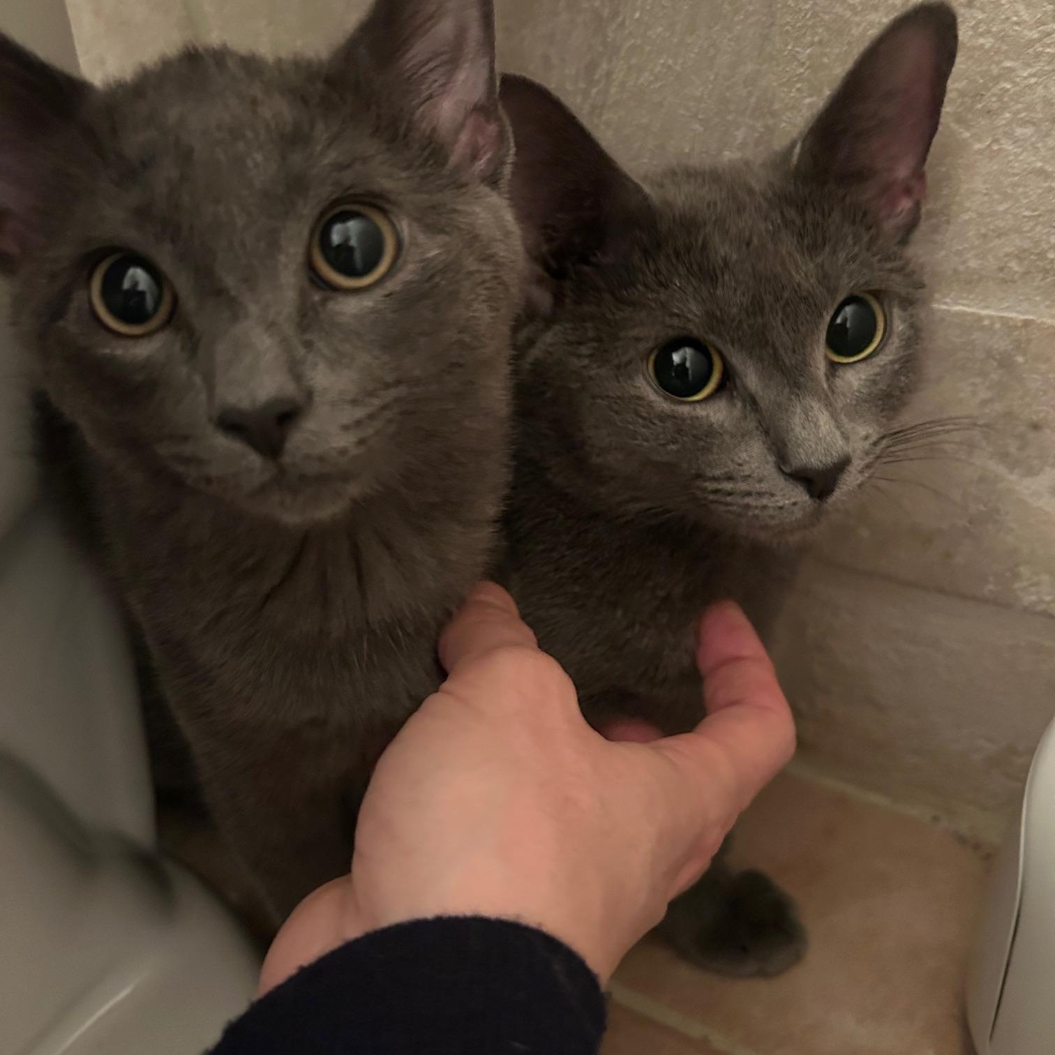 Enlarge Viki, a ADOPTABLE Russian Blue in Medford, MA image 3/5