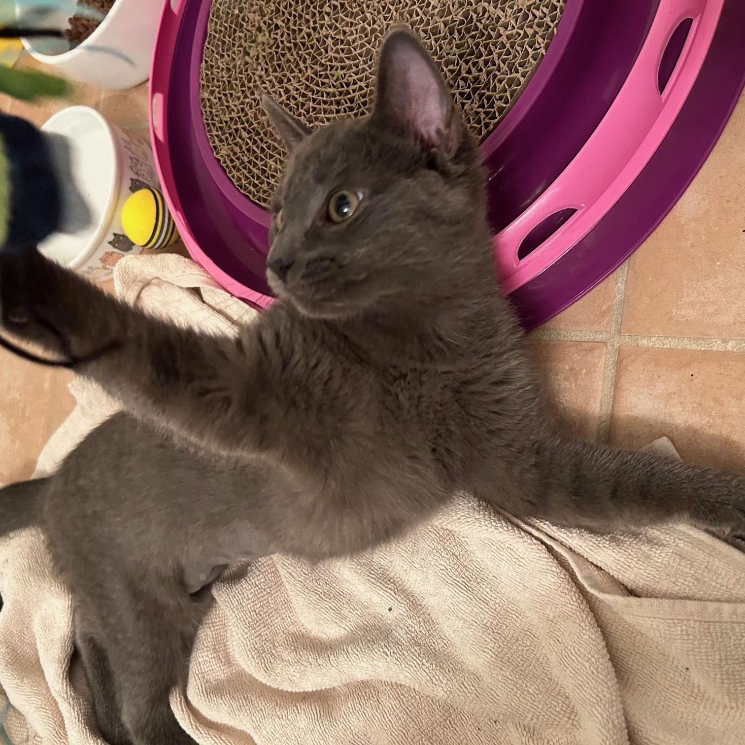 Enlarge Viki, a ADOPTABLE Russian Blue in Medford, MA image 2/5