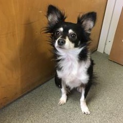 Archie, ADOPTABLE, Senior Male Chihuahua.