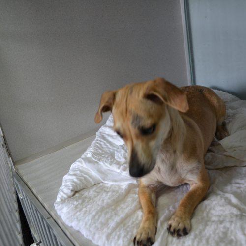 Lovie, Adoptable, Young Female Dachshund & Chihuahua.