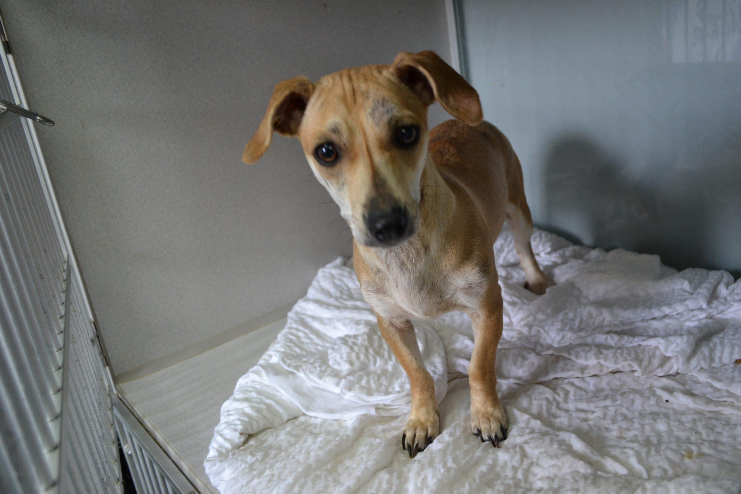 Enlarge Lovie, a Adoptable mixed breed in Jackson, LA image 2/2