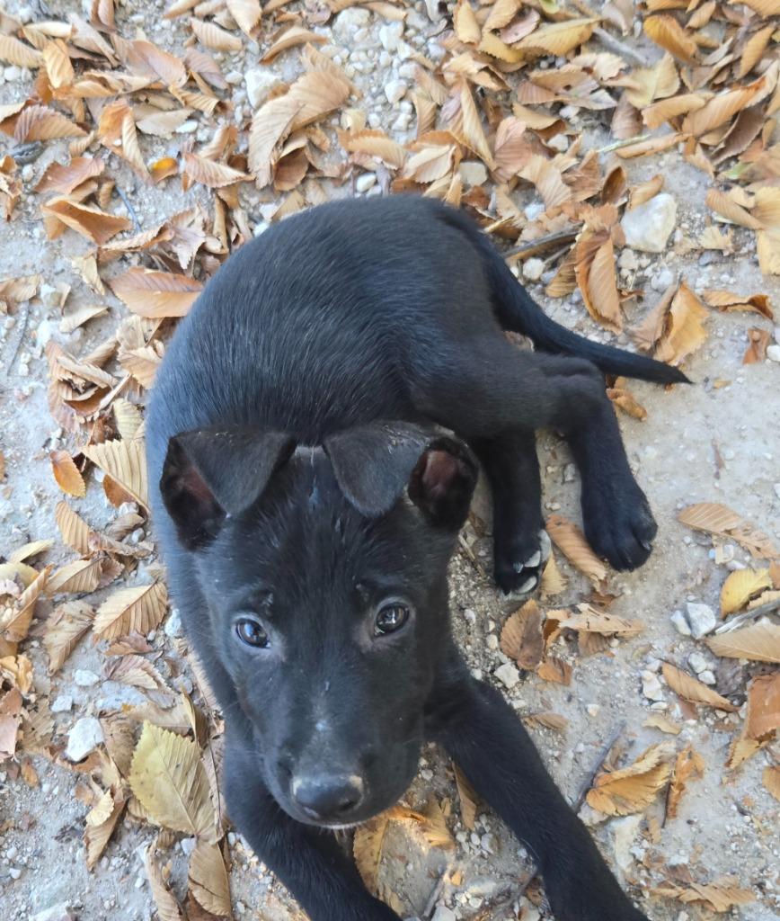 Peter, a Adoptable mixed breed in Junction, TX image 1/4