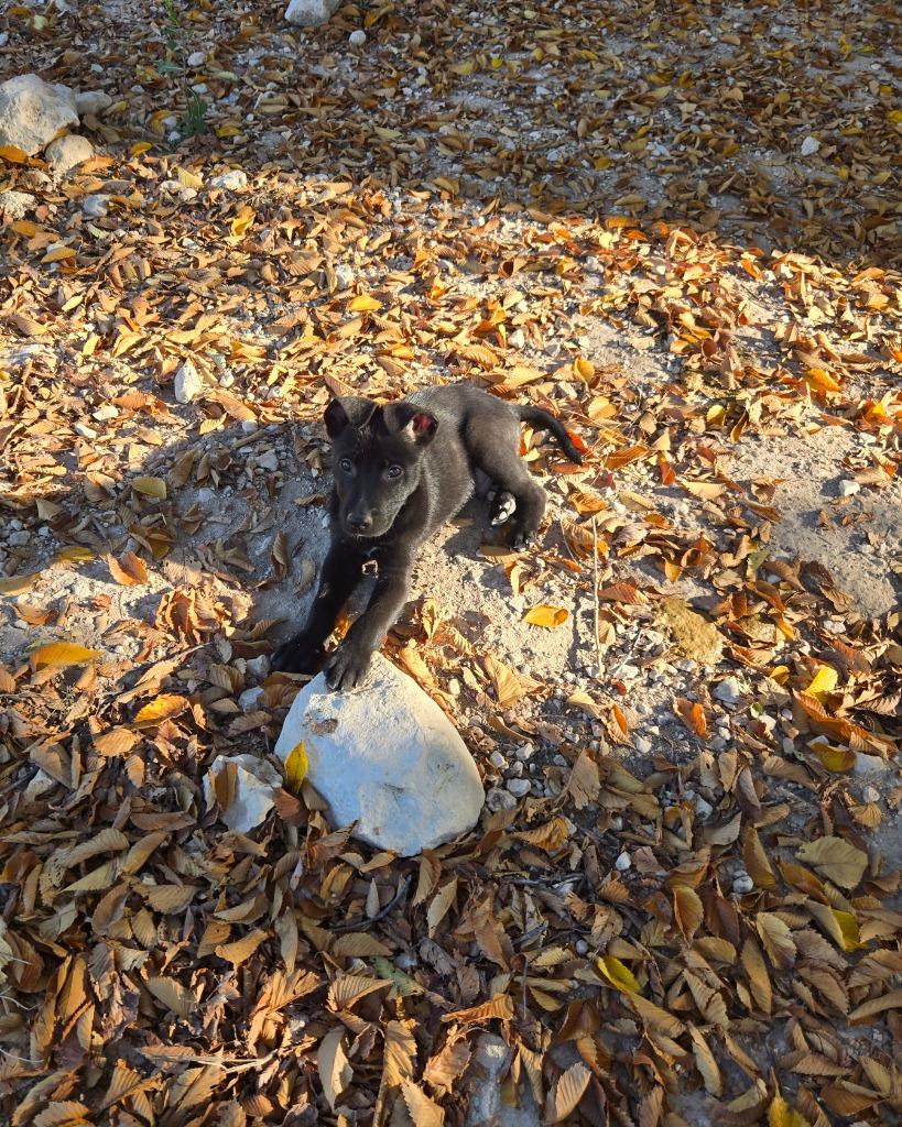 Peter, a Adoptable mixed breed in Junction, TX image 4/4