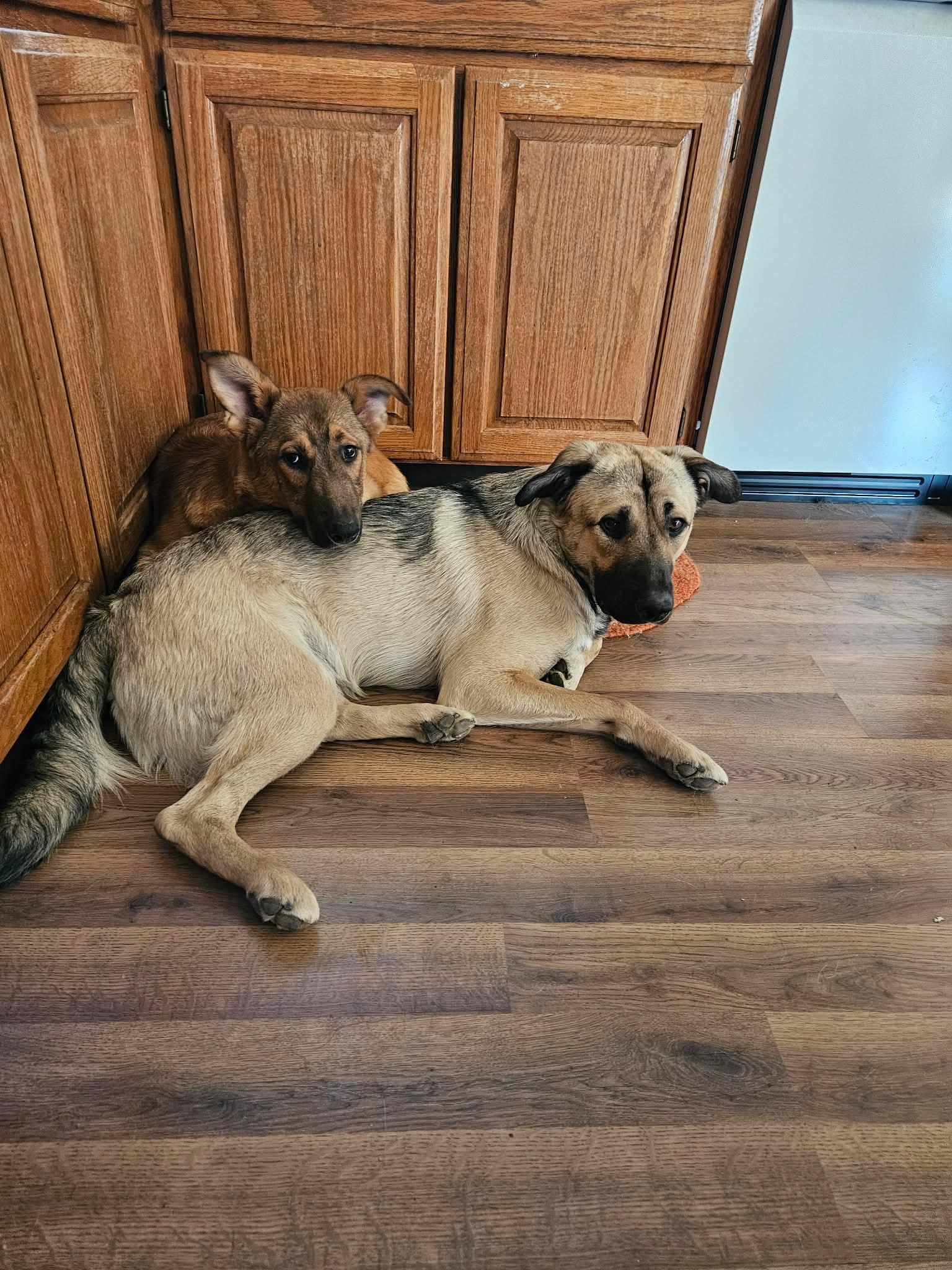 Enlarge Mellow, a ADOPTABLE mixed breed in Hoopa, CA image 1/1