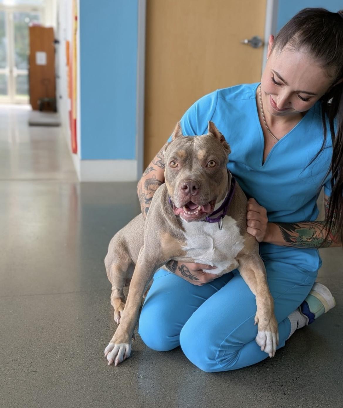 Enlarge Lexy, a Adoptable mixed breed in Lagrangeville, NY image 3/5