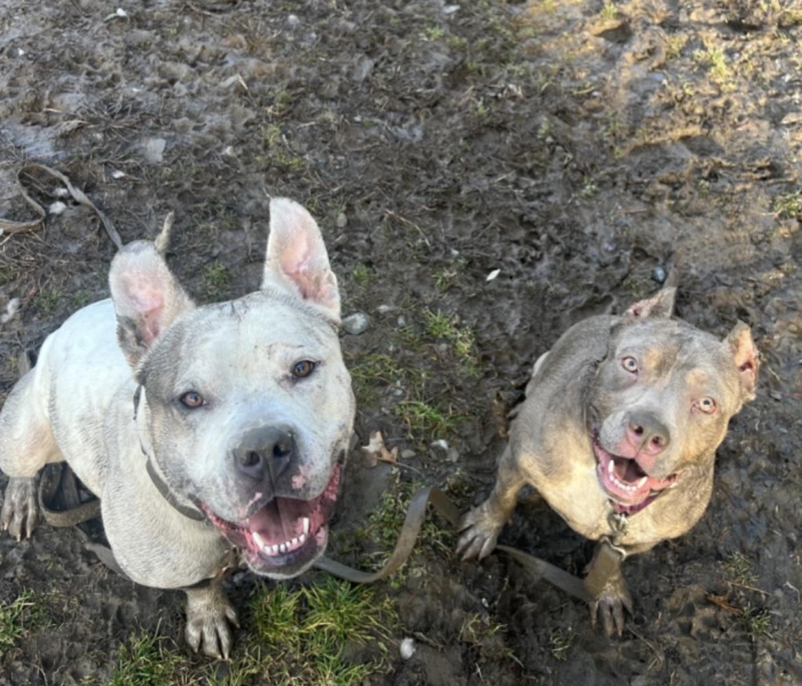 Enlarge Lexy, a Adoptable mixed breed in Lagrangeville, NY image 2/5