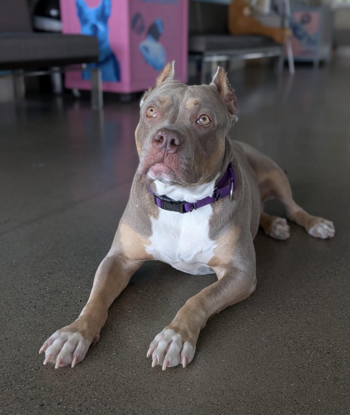 Enlarge Lexy, a Adoptable mixed breed in Lagrangeville, NY image 4/5