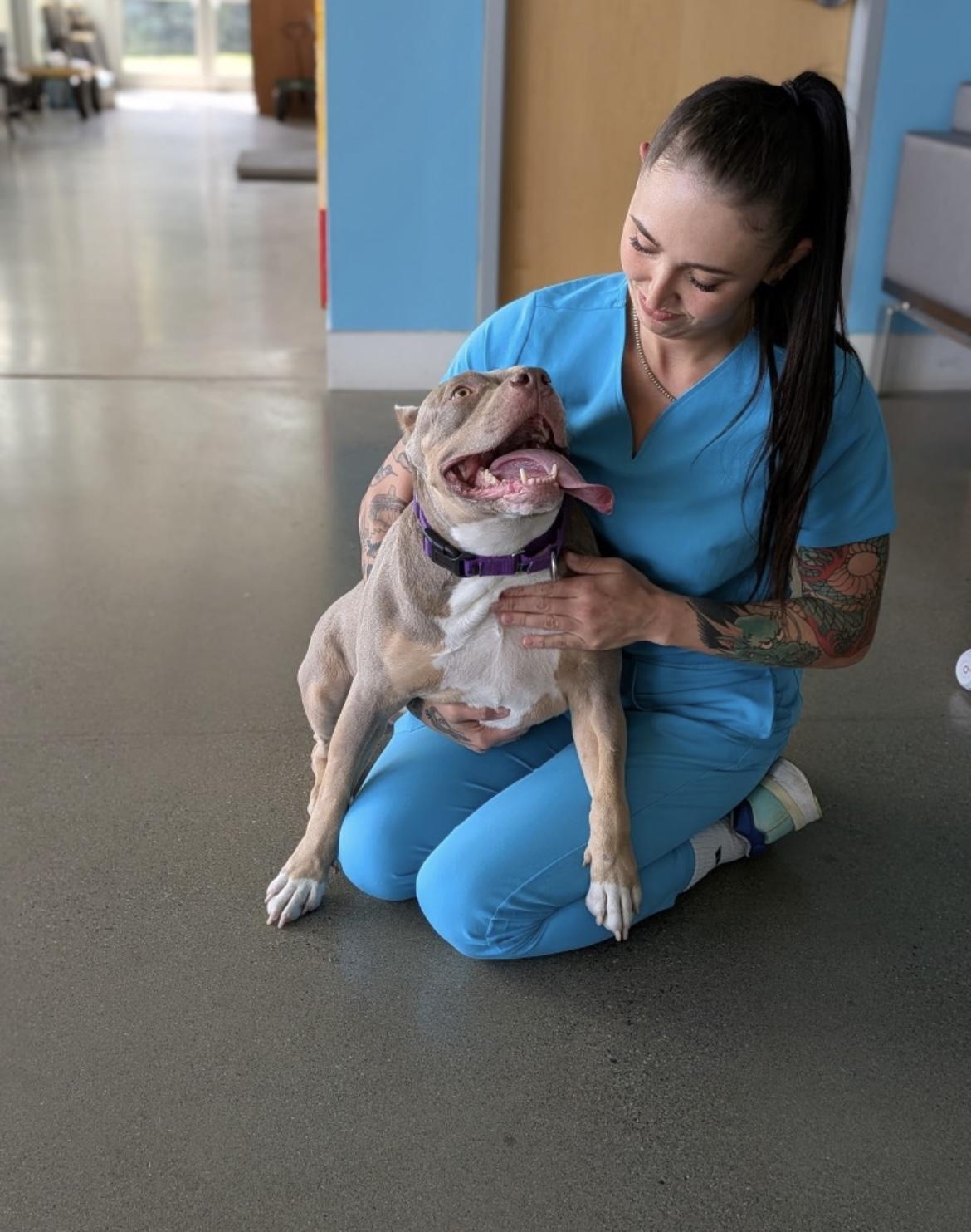 Enlarge Lexy, a Adoptable mixed breed in Lagrangeville, NY image 5/5