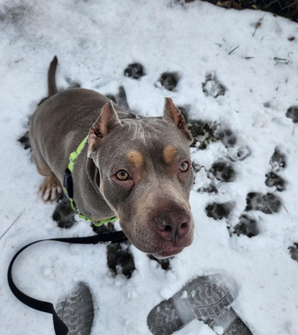 Enlarge Lexy, a Adoptable mixed breed in Lagrangeville, NY image 1/5